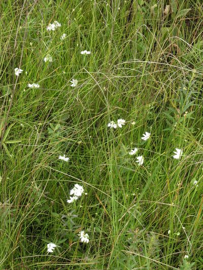 Pecteilis radiata, photographed by Oleg Kosterin