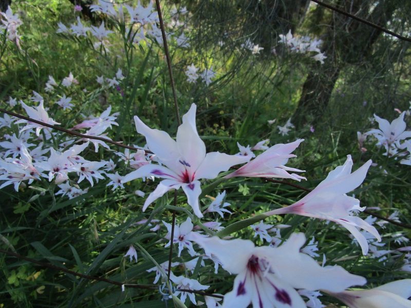 Gladiolus angustus, photographed by A.J. Anderson