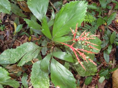 Reinhardtia simplex, photographed by Franceli Macedo