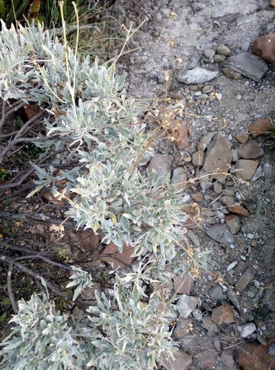 Parthenium argentatum, photographed by Francisco Martínez González