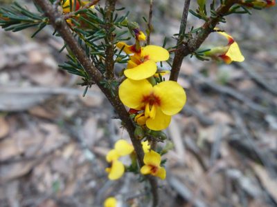 Dillwynia ramosissima, photographed by Kiri Bee
