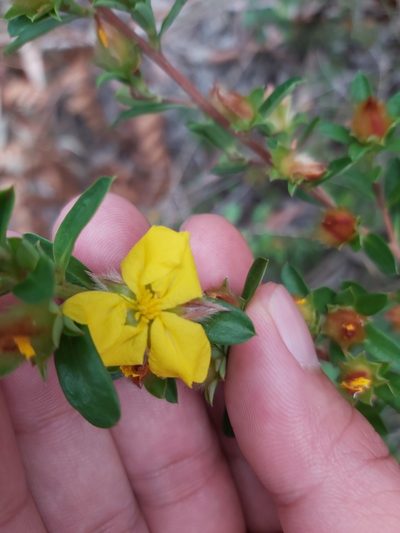 Hibbertia bracteata, photographed by Tim