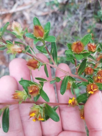 Hibbertia bracteata, photographed by Tim