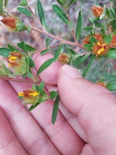 Hibbertia bracteata, photographed by Tim