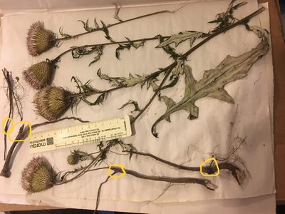 Cirsium engelmannii, photographed by John Michael