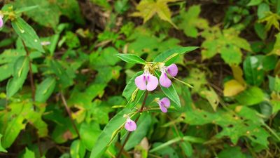 Impatiens minor, photographed by OnePlanet