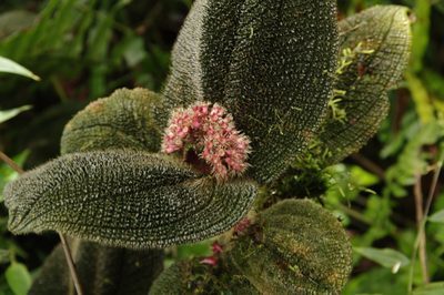 Miconia reflexa, photographed by Eric Knight