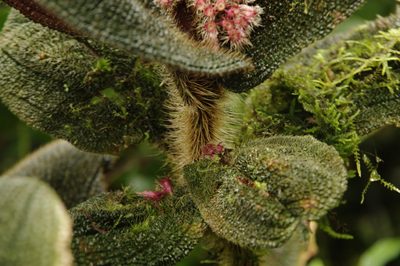 Miconia reflexa, photographed by Eric Knight