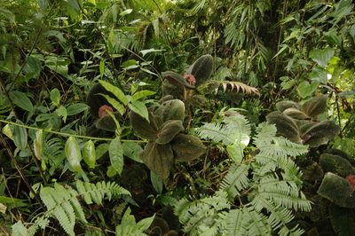 Miconia reflexa, photographed by Eric Knight