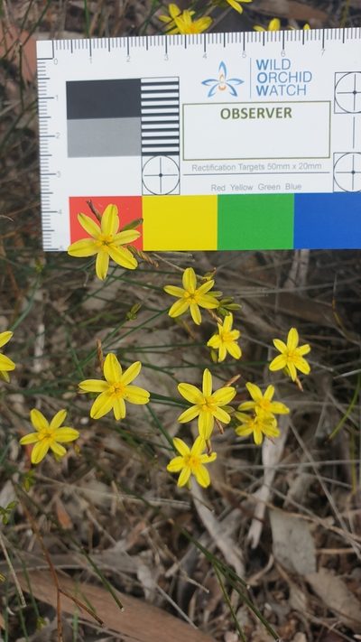 Tricoryne tenella, photographed by Rosalie Lawrence
