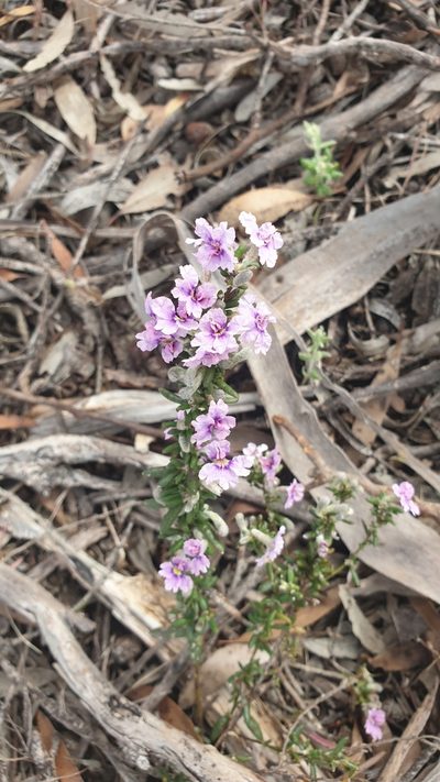 Dampiera rosmarinifolia, photographed by Rosalie Lawrence