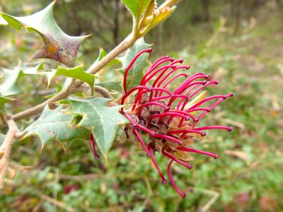 Grevillea aquifolium, photographed by Kiri Bee