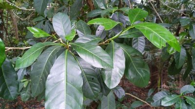 Atractocarpus fitzalanii, photographed by Steve Fitzgerald