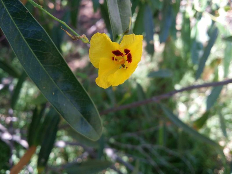 Labichea lanceolata, photographed by Helium Luo
