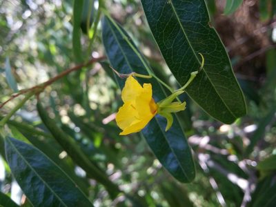 Labichea lanceolata, photographed by Helium Luo