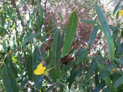 Labichea lanceolata, photographed by Helium Luo
