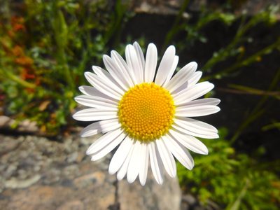 Brachyscome diversifolia, photographed by Kiri Bee