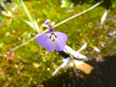 Utricularia grampiana, photographed by Kiri Bee