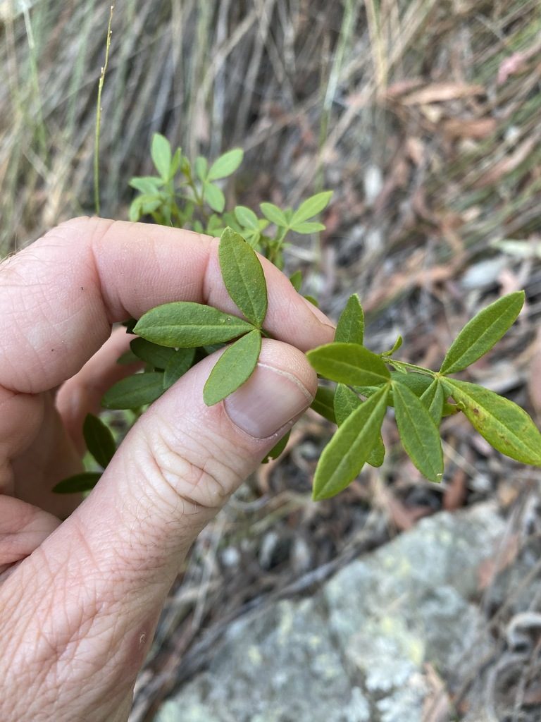 Zieria scopulus, photographed by Greg Tasney