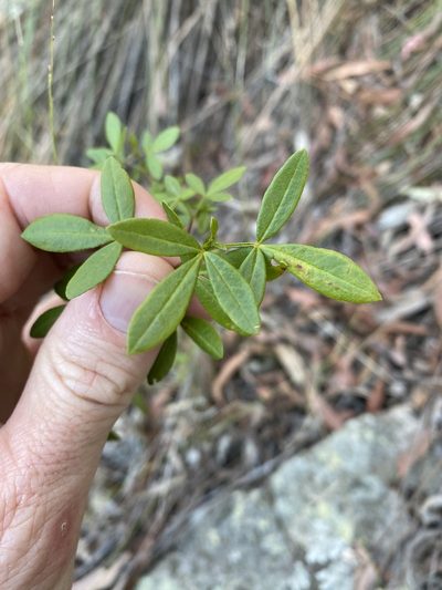 Zieria scopulus, photographed by Greg Tasney