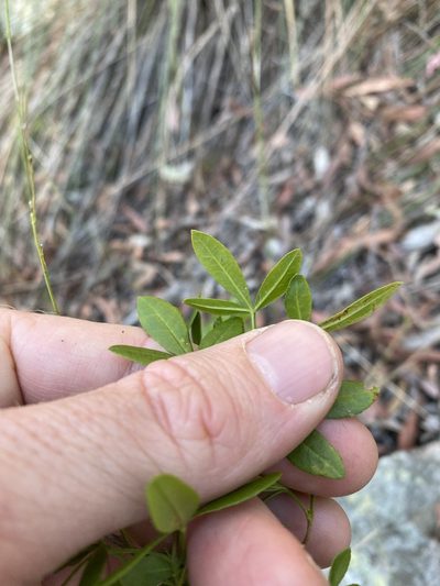 Zieria scopulus, photographed by Greg Tasney