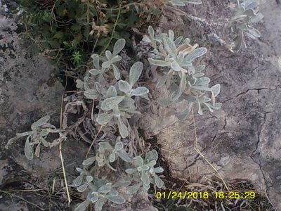 Sideritis taurica, photographed by Михаил Орлов