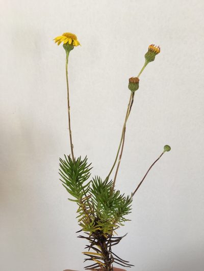 Senecio pillansii, photographed by Charleen Brunke