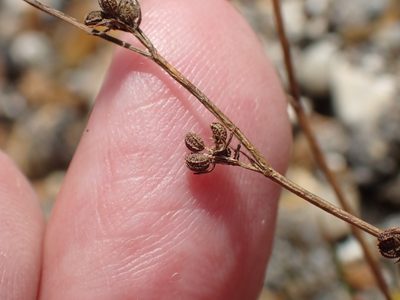 Bupleurum tenuissimum, photographed by Robert H. Wardell
