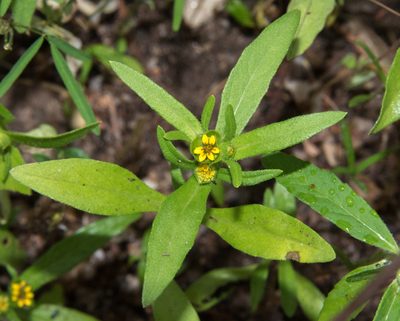Melampodium strigosum, photographed by Don Loarie
