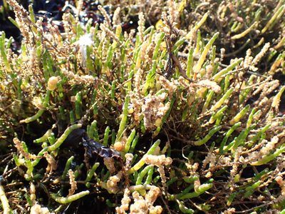 Salicornia perennis, photographed by Robert H. Wardell