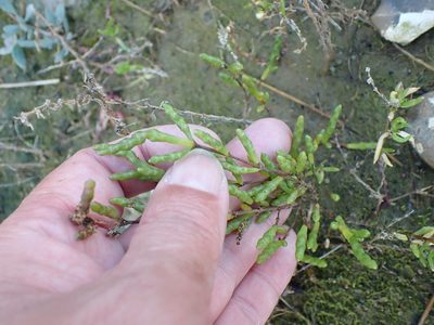 Salicornia ramosissima, photographed by Robert H. Wardell