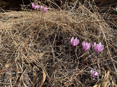 Cyclamen graecum, photographed by pavlaki1968