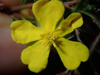 Hibbertia monogyna, photographed by Thomas Mesaglio