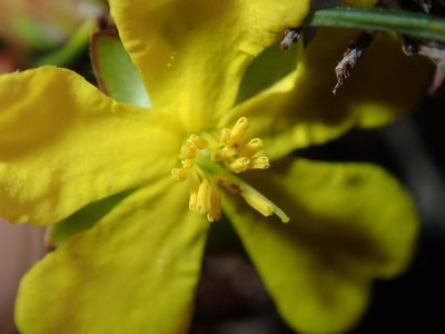 Hibbertia monogyna, photographed by Thomas Mesaglio