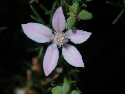 Philotheca salsolifolia, photographed by Thomas Mesaglio