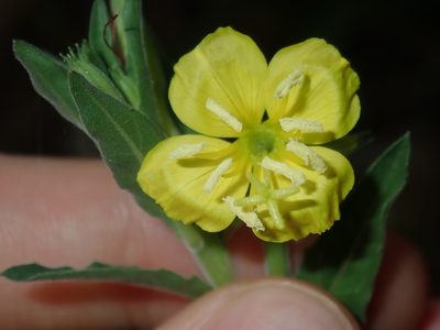 Oenothera mollissima, photographed by Thomas Mesaglio