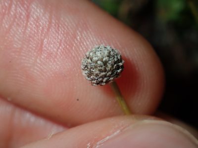 Eriocaulon scariosum, photographed by Thomas Mesaglio