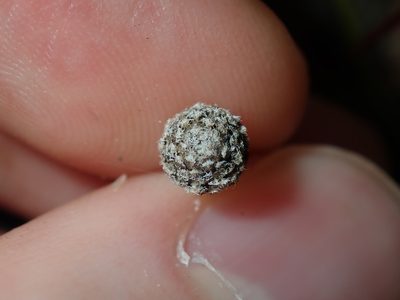 Eriocaulon scariosum, photographed by Thomas Mesaglio