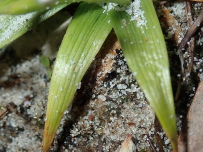 Eriocaulon scariosum, photographed by Thomas Mesaglio