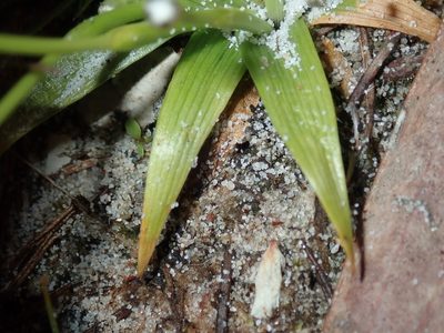 Eriocaulon scariosum, photographed by Thomas Mesaglio