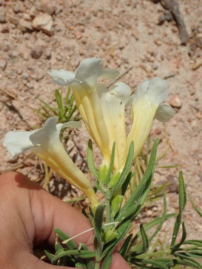 Anemopaegma arvense, photographed by Tsssss