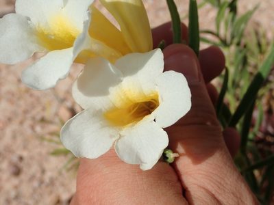 Anemopaegma arvense, photographed by Tsssss