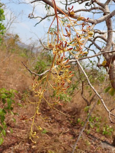Magonia pubescens, photographed by Tsssss