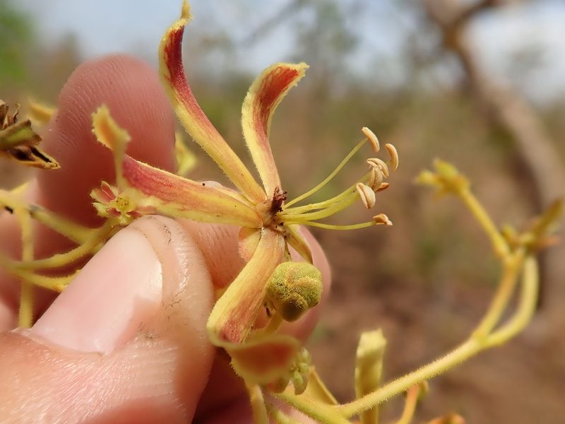 Magonia pubescens, photographed by Tsssss