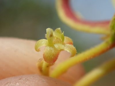 Magonia pubescens, photographed by Tsssss