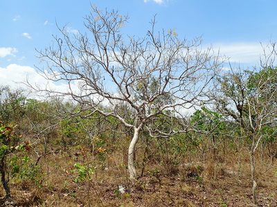 Magonia pubescens, photographed by Tsssss
