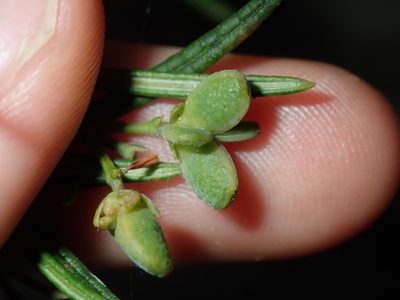 Zieria laxiflora, photographed by Thomas Mesaglio