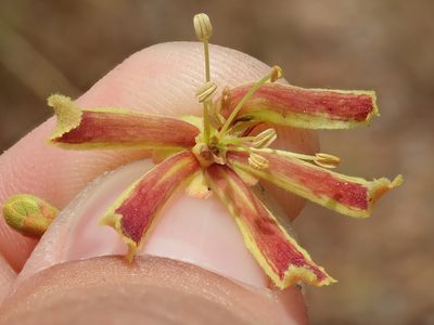 Magonia pubescens, photographed by Tsssss