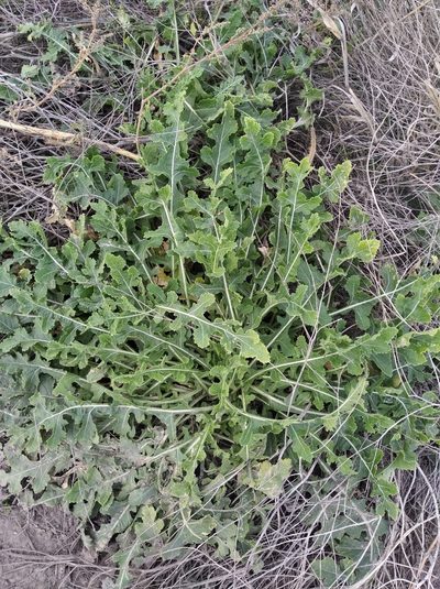 Rapistrum perenne, photographed by Oleksii Vasyliuk