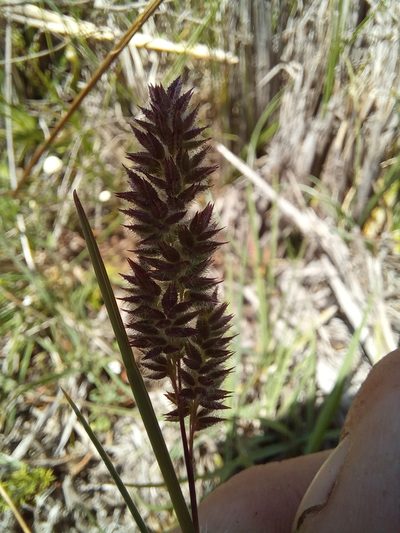 Tribolium hispidum, photographed by kevin koen